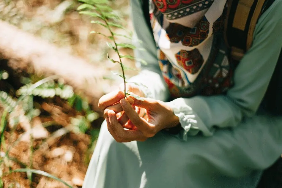 Hands holding an argan plant